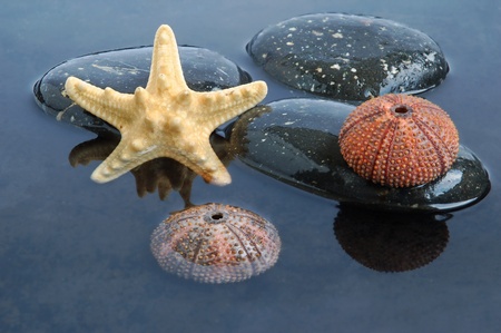 Seashell, starfish and echinus on stone on black water backgroundの写真素材