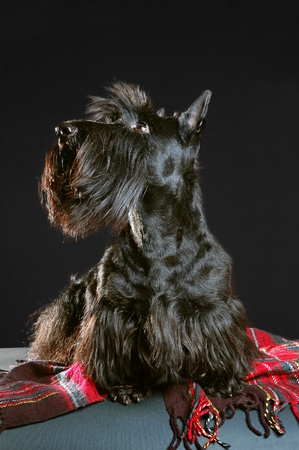 Scottish terrier on a red plaid on black backgroundの写真素材