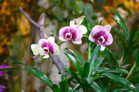 Beautiful pink orchid in green tropical forest