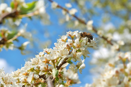 White cherry tree flowers and honey bee
