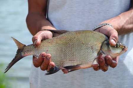 Fisherman holding a big bream catching in river