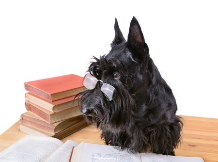 Scotch terrier in glasses reads a books on a white backgroundの写真素材