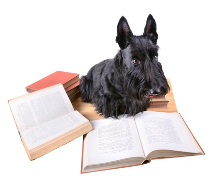 Scotch terrier reads books on a white backgroundの写真素材