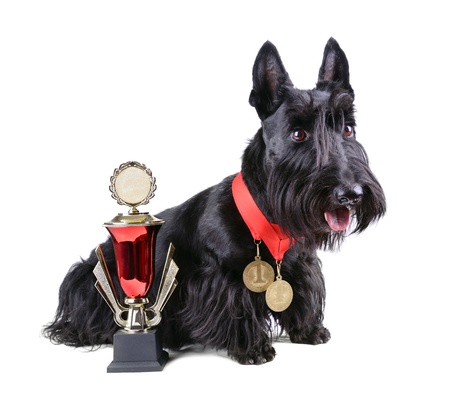 Scotch terrier with two gold medals and cup on a white backgroundの写真素材