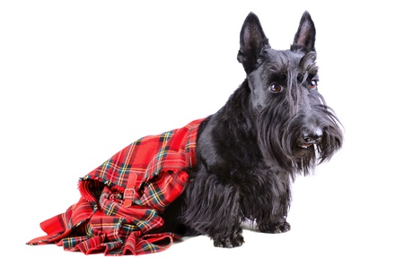 Scottish terrier in a red kilt sitting on white backgroundの写真素材