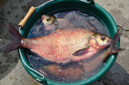 Big breams close up in a fishing bucket