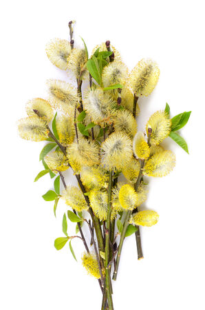 Willow branches with yellow catkins and green leaves on white background.の写真素材