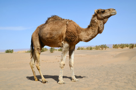 Dromedary camel in the sahara Desert in Moroccoの写真素材