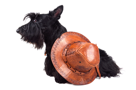 Scotch terrier in leather cowboy hat sitting on a white backgroundの写真素材