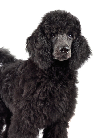 Portrait of Standart black poodle on black backgraundの写真素材
