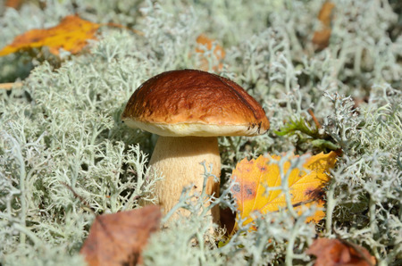 Big brown cup mushroom growing in gray mossの写真素材