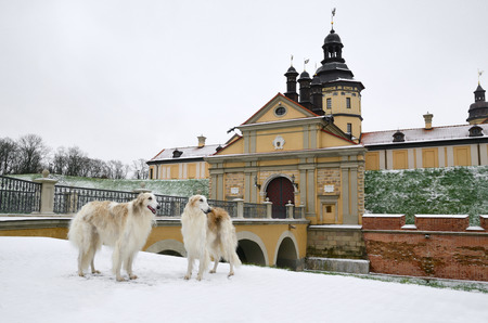 Residential of the Radziwill Family.  Two russian wolf hounds on foreground.のeditorial素材