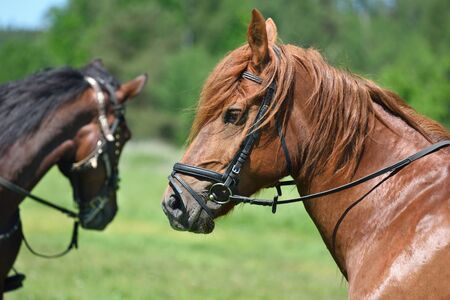 Profile portrait of bay horse on a green background