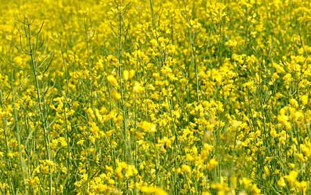 Yellow summer field with blossoming flowers of rapeの写真素材