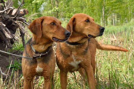 Belarusian Gonchak hound, a National dog breed of Belarus, standing on a green forest backgroundの写真素材