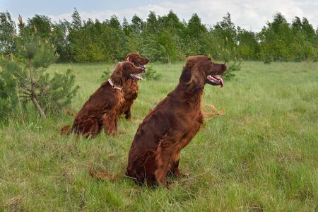 Irish setters resting on a green grass field.