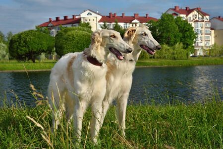 Two white russian wolfhound doga standing on a river backgroundの写真素材