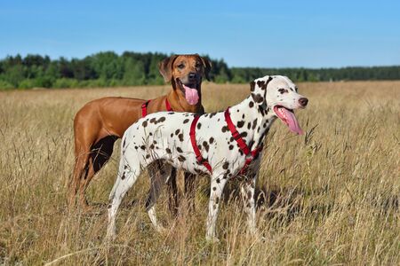 Beautiful Dalmatian dog and Ridgeback dog standing on a rural backgroundの写真素材