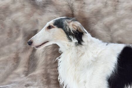 Portrait of beautiful black and white Russian wolfhound dog on a gray backgroundの写真素材