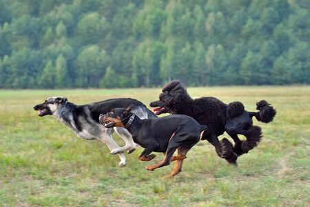East European Shepherd, standard poodle and german pinscher running across the green field during on a coursing trainingの写真素材