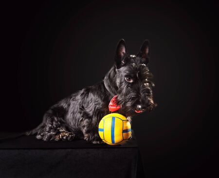 Beautiful puppy of Scotch terrier in red necktie playing with yellow ball on a black backgroundの写真素材