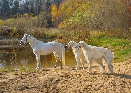 White horse standing with two beautiful Russian wolfhound dogs on a river bank