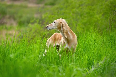 Beautiful borzoi dog Saluki or Kazakh greyhounds Tazy standing in a green grassの写真素材