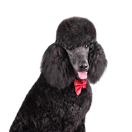 Funny royal black poodle in red necktie sitting on a white backgroundの写真素材