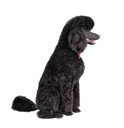Funny royal black poodle in red necktie sitting on a white backgroundの写真素材
