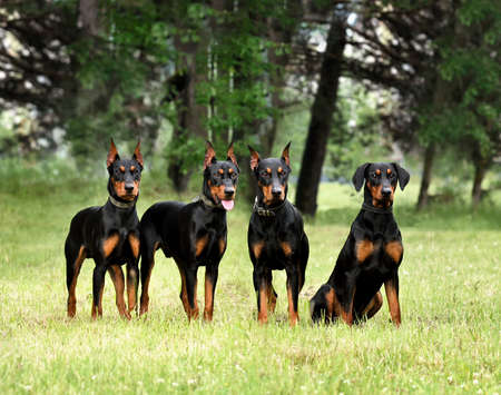 Four beautiful tan-and-black German Pinschers standing in a green forest backgraundの写真素材