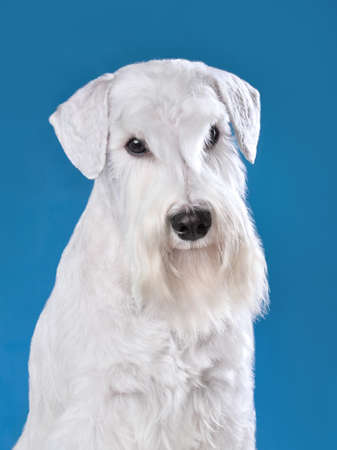 Portrait of beautiful white miniature schnauzer on blue backgroundの写真素材