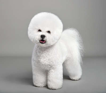 Cute white Bichon Frize dog standing on a gray background