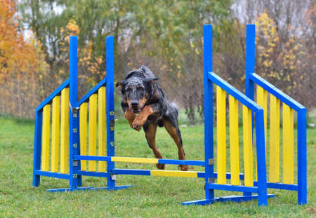 Merle Beauceron dog jumping over the fence on outdoor agility training