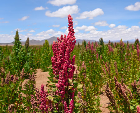 Chenopodium quinoa plantations in Bolivia, South Americaの写真素材