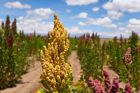 Yellow quinoa seeds on plantations in Bolivia, South Americaの写真素材