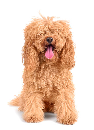 Portrait of funny poodle before grooming procedures on a white backgroundの写真素材