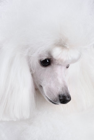 Portrait of beautiful white toy poodle in continental clipの写真素材