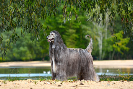 Beautiful Afghan Hound standing on a yellow sand backgroundの写真素材