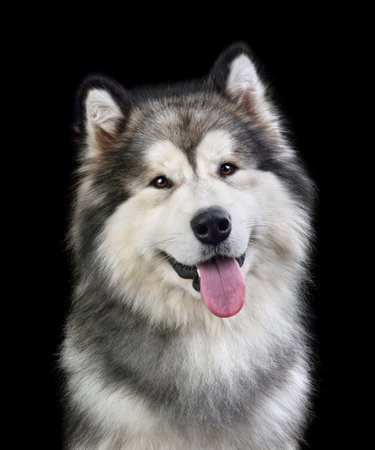 Portrait of Alaskan Malamute dog isolated on black backgroundの写真素材