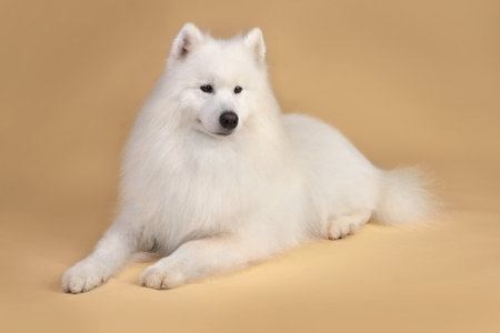 Beautiful Samoyed dog resting on yellow background