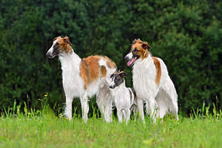Family of three russian borzoi dogs standing on green field backgroundの写真素材