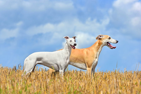 Two whippets standing on a field landscape