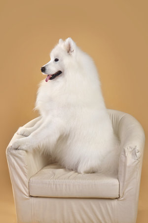 White Samoyed dog sitting in beige armchair on a yellow backgroundの写真素材