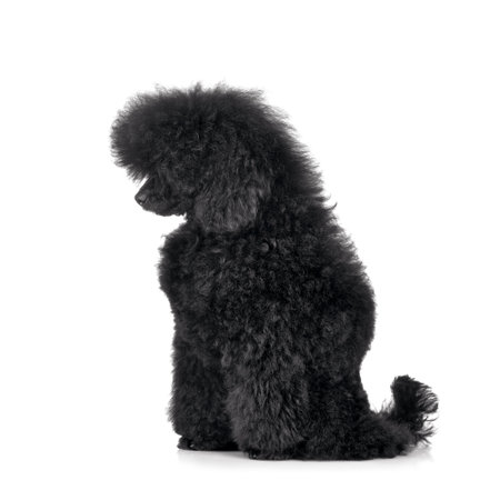 Funny poodle before grooming procedures sitting on a white backgroundの写真素材