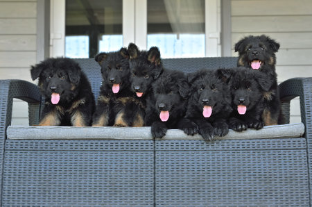 Big group of black German shepherd puppies resting on a gray sofaの写真素材