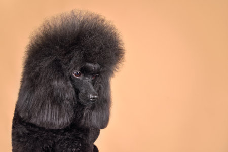 Studio portrait of cute toy blsck poodle on a yellow backgroundの写真素材