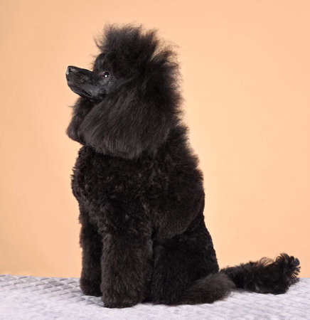 Studio portrait of funny fluffy black poodle isolated on a yellow backgroundの写真素材