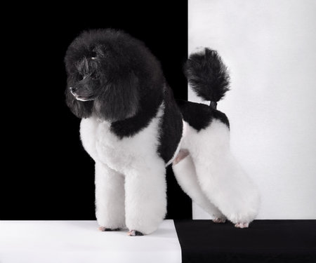 Black and white harlequin toy poodle standing on chess backgroundの写真素材