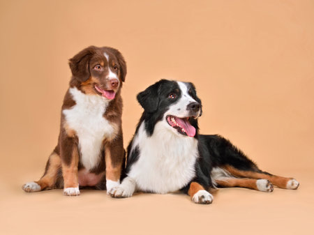 Cute Australian Shepherd puppy and adult dog together on yellow background