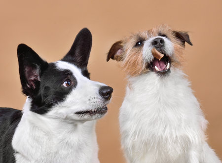 Funny Cardigan Welsh Corgi and Jack Russell Terrier dogs catches a piece of food on yellow backgroundの写真素材